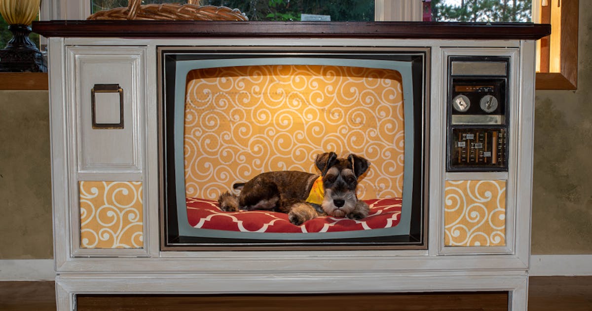 邦画 洋画 犬が登場する映画のおすすめ名作集 感動的なハートフル作品も大公開 Smartlog