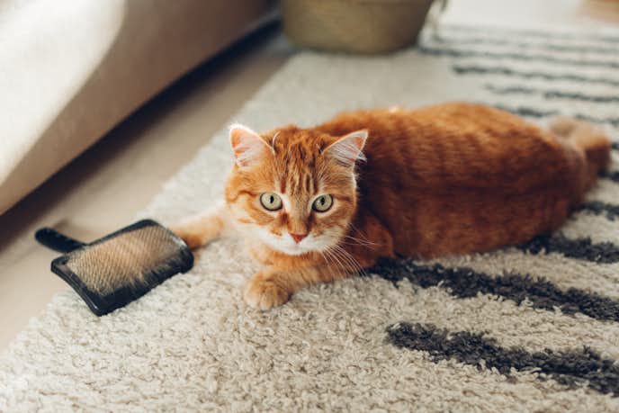 猫用ブラシのおすすめ12選 気持ち良くて毛のお手入れに最適な人気タイプを紹介 Smartlog 猫用ブラシのおすすめ12選 気持ち良くて毛のお手入れに最適な人気タイプを紹介 Smartlog