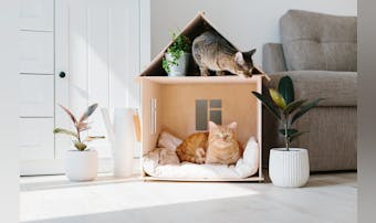 猫用ハウスのおすすめ15選｜おしゃれで猫が気に入る人気キャットハウスを紹介！