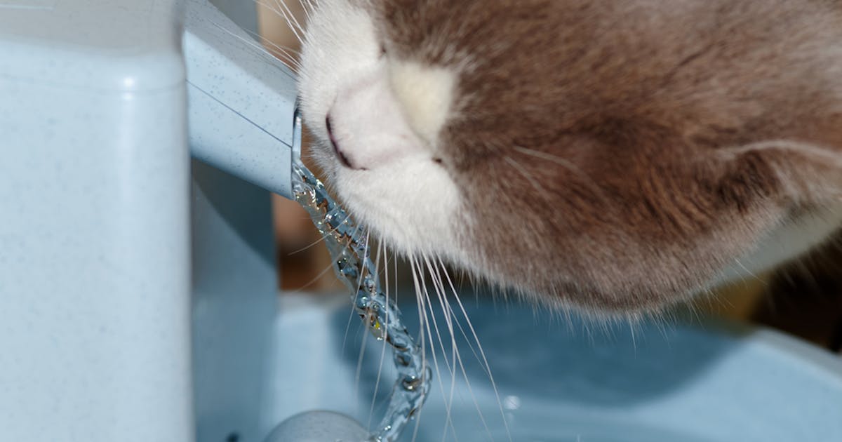 猫用自動給水器のおすすめ15選 猫ちゃんが気に入る人気の水飲み器を大公開 Smartlog 猫用自動給水器のおすすめ15選 猫ちゃんが気に入る人気の水飲み器を大公開 Smartlog