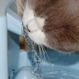 猫用自動給水器のおすすめ15選｜猫ちゃんが...