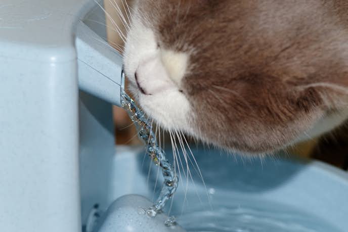 猫用自動給水器のおすすめ