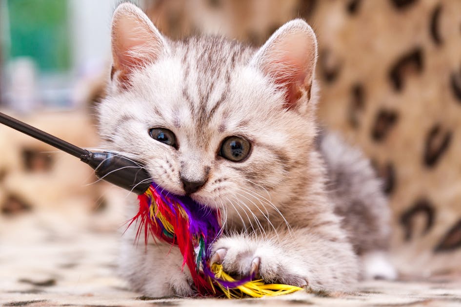 猫じゃらし おもちゃ のおすすめ選 猫ちゃんが夢中で遊ぶ人気商品を大公開 Smartlog