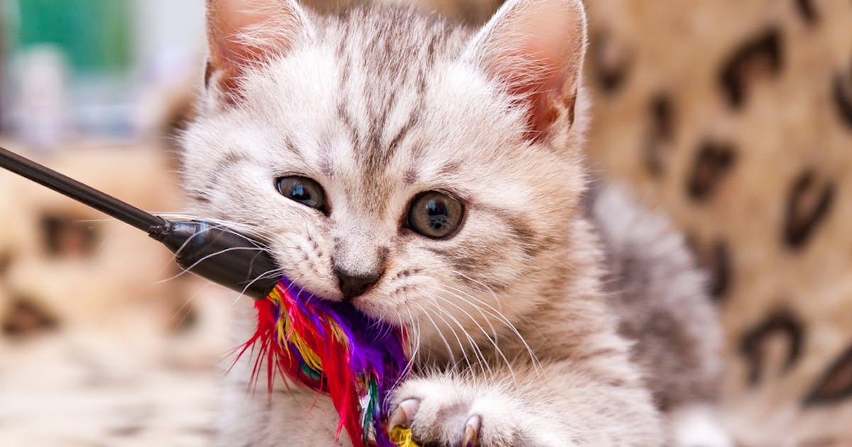 猫じゃらし おもちゃ のおすすめ選 猫ちゃんが夢中で遊ぶ人気商品を大公開 Smartlog 猫じゃらし おもちゃ のおすすめ選 猫ちゃんが夢中で遊ぶ人気商品を大公開 Smartlog