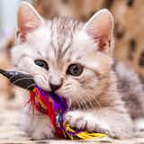 猫じゃらし(おもちゃ)のおすすめ20選｜猫ちゃんが夢中で遊ぶ人気商品を大公開！