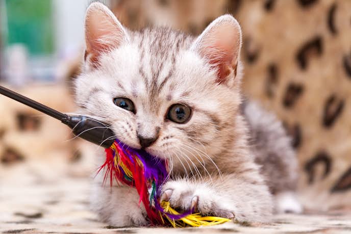 猫じゃらし おもちゃ のおすすめ20選 猫ちゃんが夢中で遊ぶ人気商品を大公開 Smartlog