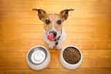 小型犬向けドッグフードのおすすめ10選｜安心して食べさせられる健康商品を徹底比較