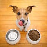 小型犬向けドッグフードのおすすめ10選｜安心して食べさせられる健康商品を徹底比較