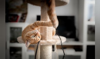 スリムなキャットタワーのおすすめ1...