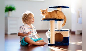 木製キャットタワーのおすすめ集｜おしゃれな人気の猫タワーを徹底ガイド