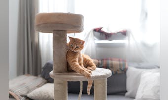 おしゃれなキャットタワーのおすすめ15選｜インテリアに馴染む人気の猫タワーを大公開