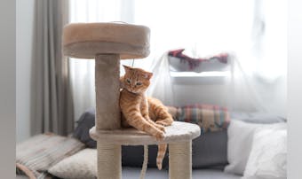 おしゃれなキャットタワーのおすすめ...
