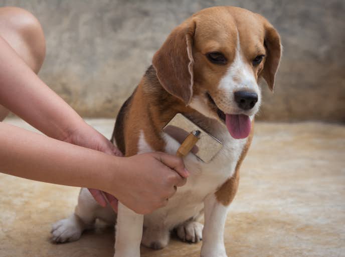 ペット用ノミ取り対策グッズ集 猫 犬に安全に使える人気商品18選 Smartlog ペット用ノミ取り対策グッズ集 猫 犬に安全に使える人気商品18選 Smartlog