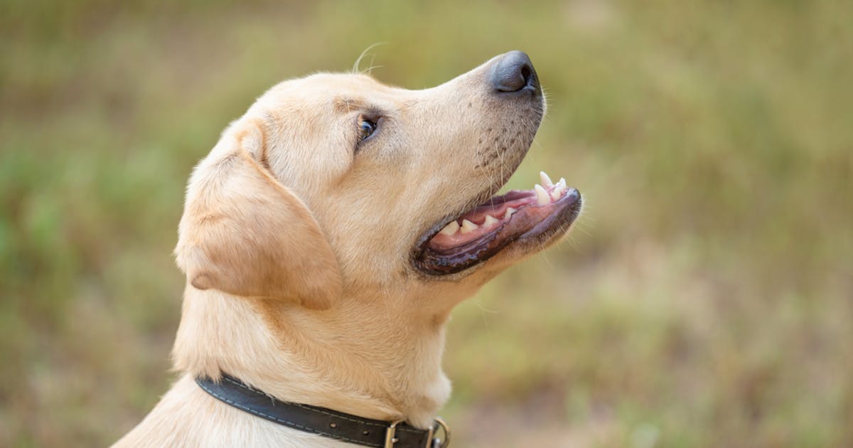 大型犬向け首輪のおすすめ12選 丈夫でおしゃれな人気商品を大公開 セレクト 大型犬向け首輪のおすすめ12選 丈夫でおしゃれな人気商品を大公開 セレクト