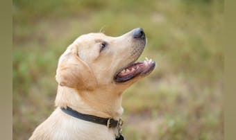 大型犬向け首輪のおすすめ12選|丈...