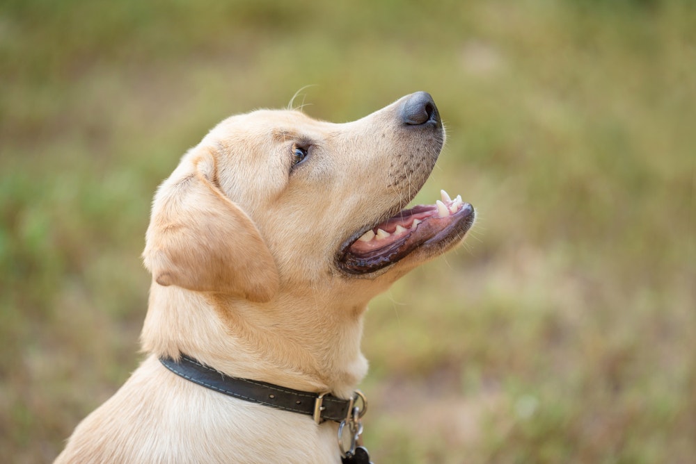 大型犬向け首輪のおすすめ12選｜丈夫でおしゃれな人気商品を大公開！ | セレクト by Smartlog