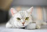 猫缶のおすすめ10選｜栄養をバランスよく摂れる人気商品を徹底比較