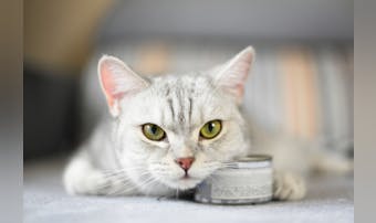 猫缶のおすすめ10選｜栄養をバランスよく摂れる人気商品を徹底比較