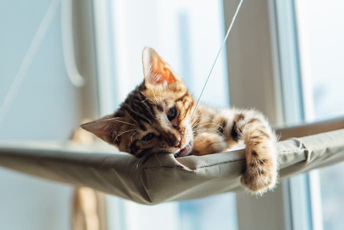 夏用猫ベッドのおすすめ12選 居心地が良い涼しい人気ベッドを紹介 Smartlog