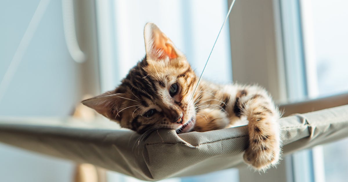 夏用猫ベッドのおすすめ12選 居心地が良い涼しい人気ベッドを紹介 Smartlog 夏用猫ベッドのおすすめ12選 居心地が良い涼しい人気ベッドを紹介 Smartlog