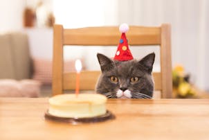 猫用ケーキのおすすめ8選｜誕生日や...