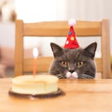 猫用ケーキのおすすめ8選｜誕生日やクリスマ...