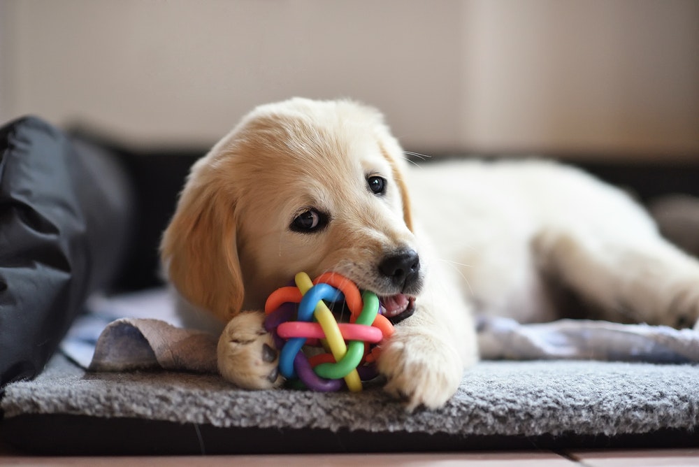 犬用知育玩具のおすすめ12選｜しつけに効果的な人気のおもちゃを大公開 | Smartlog