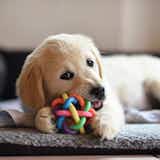 犬用知育玩具のおすすめ12選｜しつけに効果的な人気のおもちゃを大公開
