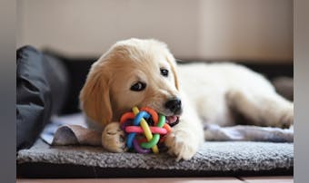 犬小屋の雨よけ8選 屋外飼いのワンちゃんが快適に過ごせるおすすめ商品とは Smartlog 犬小屋の雨よけ8選 屋外飼いのワンちゃんが快適に過ごせるおすすめ商品とは Smartlog