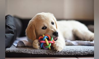 犬用知育玩具のおすすめ12選｜しつけに効果的な人気のおもちゃを大公開