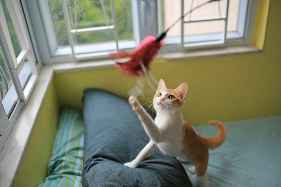 自動で遊べる猫用おもちゃのおすすめ12選｜留守番中にも遊べる電動玩具を紹介！ | Smartlog