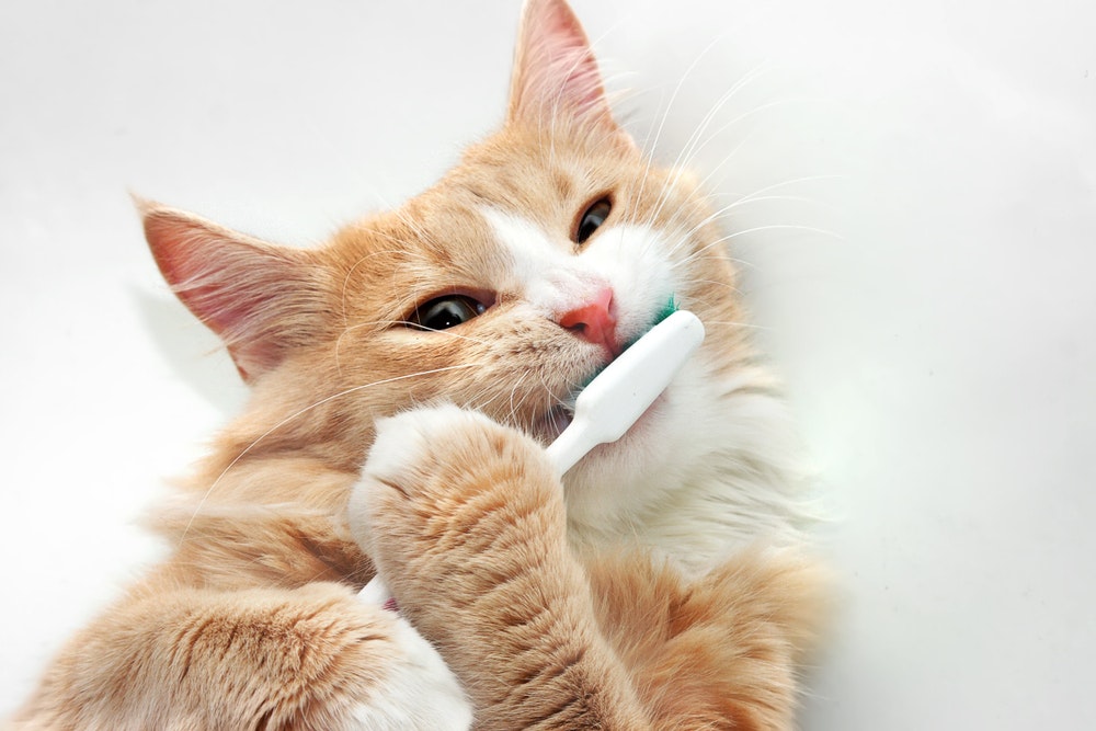 猫用歯ブラシのおすすめ10選｜猫ちゃんの歯磨きが簡単にできる人気商品を紹介！ | Smartlog