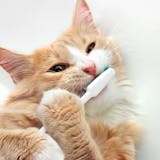 猫用歯ブラシのおすすめ10選｜猫ちゃんの歯...