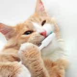 猫用歯ブラシのおすすめ10選｜猫ちゃんの歯磨きが簡単にできる人気商品を紹介！