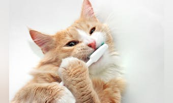 猫用歯ブラシのおすすめ10選｜猫ちゃんの歯磨きが簡単にできる人気商品を紹介！