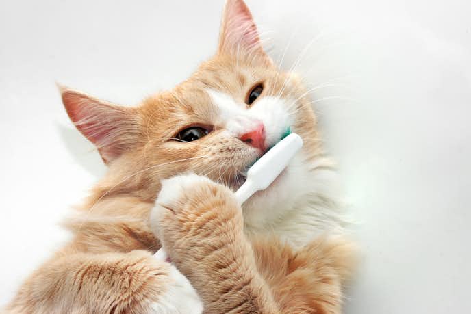 猫用歯ブラシのおすすめ