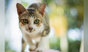 猫よけグッズのおすすめ11選｜野良ネコ対策に最適な人気商品を大公開！