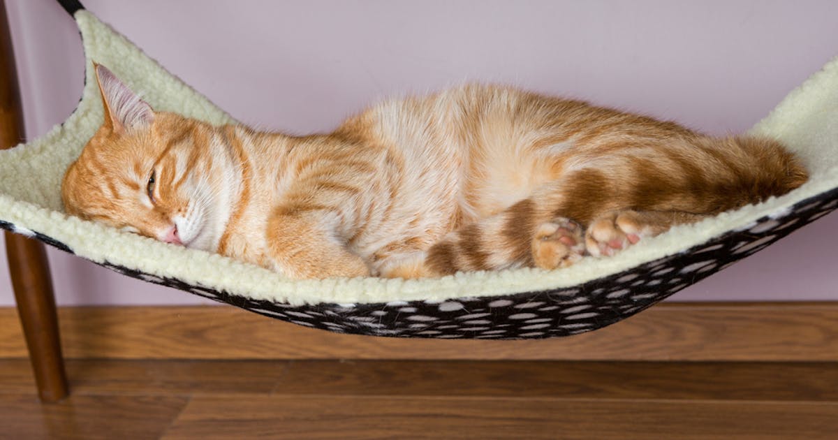 猫用ハンモックのおすすめ14選 安全で猫ちゃんがくつろげる人気商品を大公開 セレクト By Smartlog 猫用ハンモックのおすすめ14選 安全で猫ちゃんがくつろげる人気商品を大公開 セレクト By Smartlog