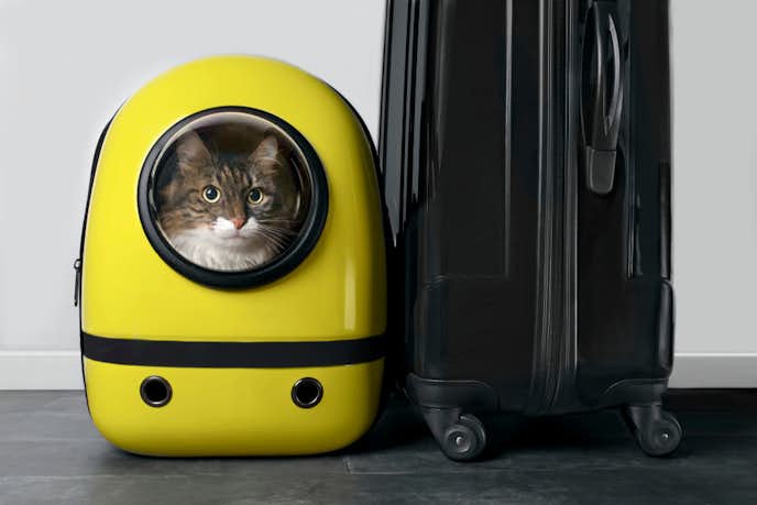 猫用キャリーバッグのおすすめ19選 猫が快適に過ごせるおしゃれな人気商品を紹介 Smartlog