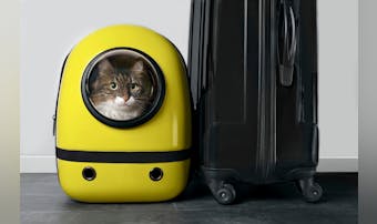 猫用キャリーバッグのおすすめ人気ラ...