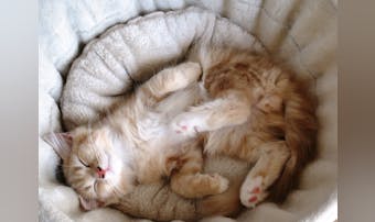 【2025年】冬用猫ベッドのおすす...