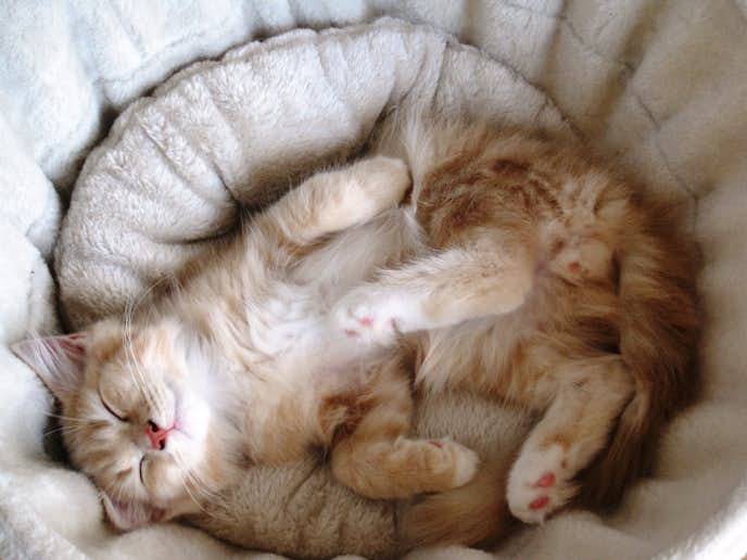 冬用 猫ベッドのおすすめ12選 寒がり猫ちゃんが暖かく過ごせる人気商品とは Smartlog 冬用 猫ベッドのおすすめ12選 寒がり猫ちゃんが暖かく過ごせる人気商品とは Smartlog