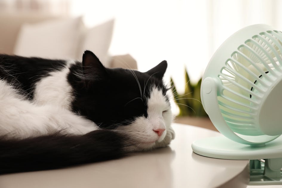 猫の暑さ対策のおすすめ特集 夏でも涼しく過ごせる方法 人気グッズを大公開 Smartlog