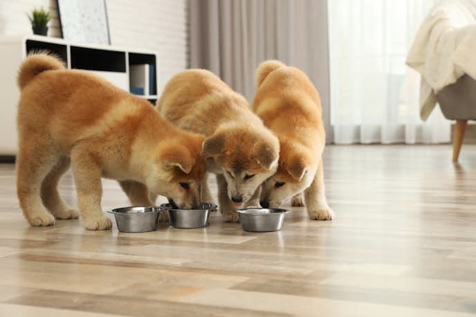 柴犬におすすめのドッグフード10選 安全で美味しい人気の餌を大特集 Smartlog