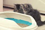 猫砂のおすすめ14選｜安全で臭わない人気のトイレ用商品を徹底比較！