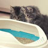 猫砂のおすすめ14選｜安全で臭わない人気のトイレ用商品を徹底比較！