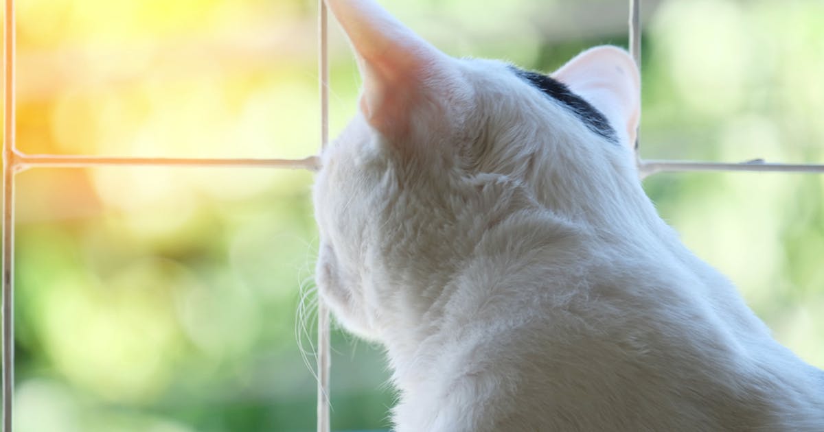 猫用ケージのおすすめ10選 猫ちゃんが快適に過ごせる人気キャットケージ特集 Smartlog 猫用ケージのおすすめ10選 猫ちゃんが快適に過ごせる人気キャットケージ特集 Smartlog