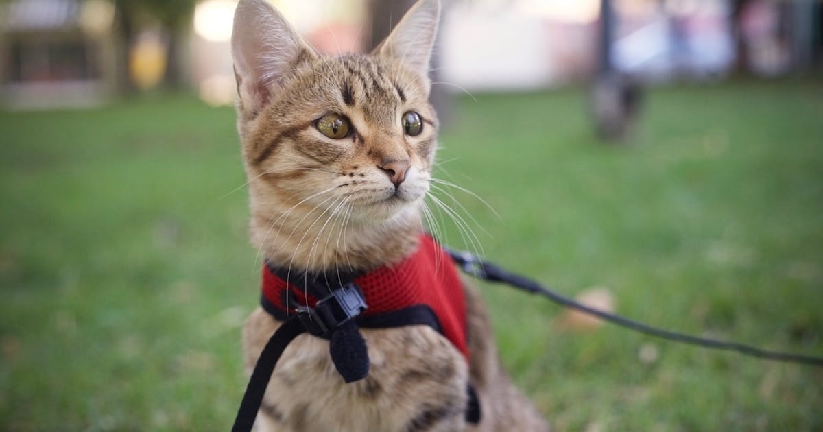猫用ハーネスのおすすめ18選 付け方が簡単で抜けない人気商品を大公開 Smartlog 猫用ハーネスのおすすめ18選 付け方が簡単で抜けない人気商品を大公開 Smartlog
