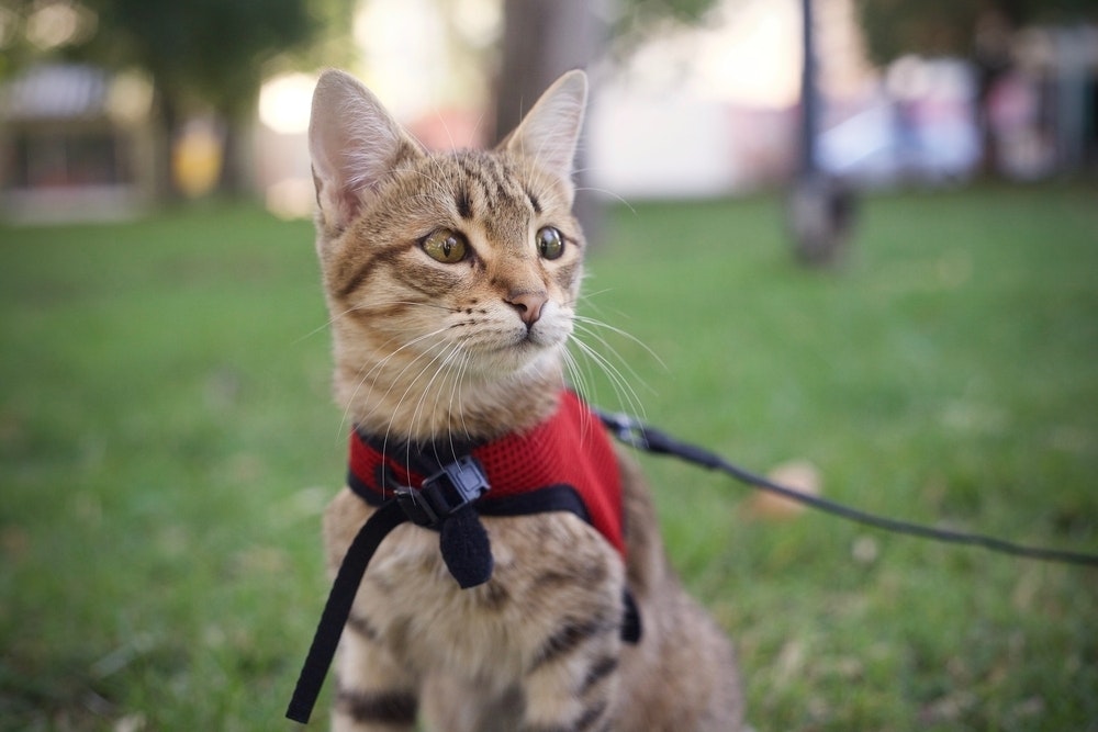 猫用ハーネスのおすすめ18選｜付け方が簡単で抜けない人気商品を大公開！ | Smartlog