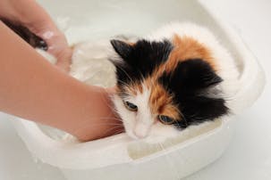 猫用ハーネスのおすすめ18選 付け方が簡単で抜けない人気商品を大公開 Smartlog